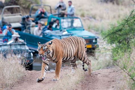 Ranthambore National Park National Park In Rajasthan Times Of India
