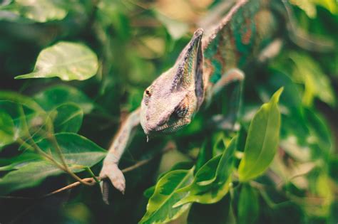 Wallpaper Leaves Nature Branch Green Wildlife Amphibian Iguana