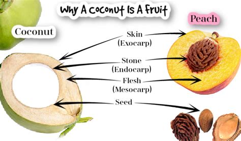 Is A Coconut A Fruit Or Vegetable Or Nut Or Seed