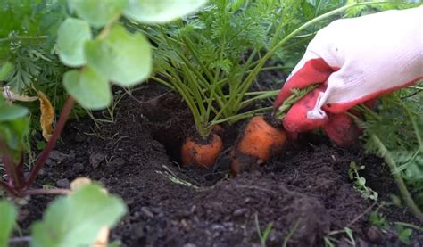 How Many Carrot Seeds To Plant Per Hole Garden Helpful