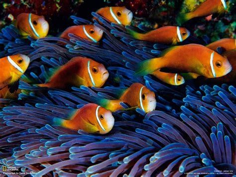 Fondos De Pantalla Animales Pescado Submarino Arrecife De Coral