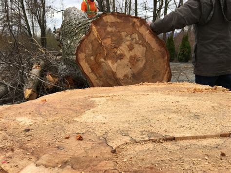 Dying Elm Trees Removed On Sunday March 19 Arbor Crews Fr Flickr