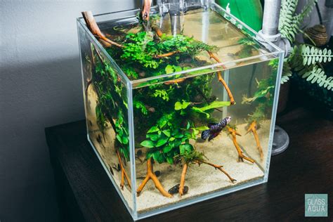 Planted Betta Fish Cube Tank Aquarium Glass Aqua