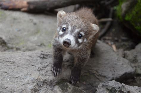 Coati Facts History Useful Information And Amazing Pictures