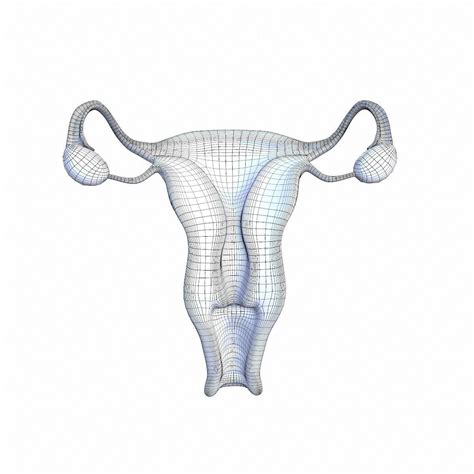 Female Reproductive System 3d Model Animated Cgtrader