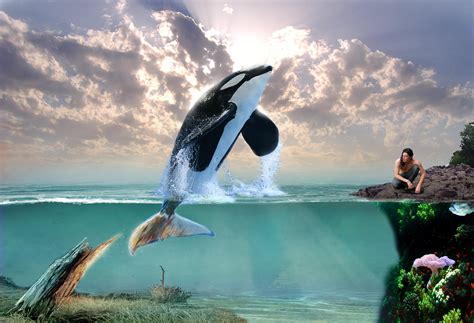 Dolphin 3d Art Orca Whale Ocean Fantasy Creative