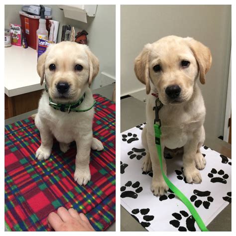 What A Difference One Month Makes 8 Weeks On The Left 12 Weeks On The