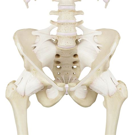 Human Pelvis Bones Photograph By Sciepro Pixels