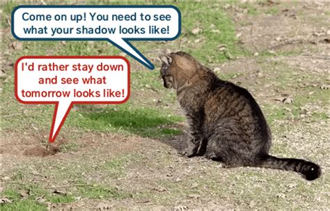 Groundhog Day Kitty Delays Spring 2018 Lolcats Lol Cat Memes Funny Cats Funny Cat