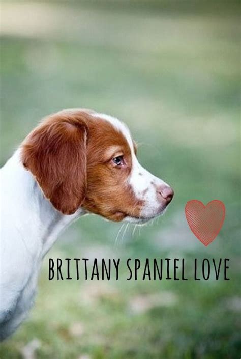 Brittany Spaniel Love Brittany Dog Brittany Spaniel Dogs Spaniel