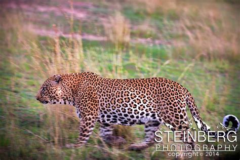 Prowling Leopard Steinberg Photography