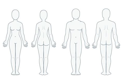 We did not find results for: Blank body anatomy chart | Pre-Designed Illustrator Graphics ~ Creative Market