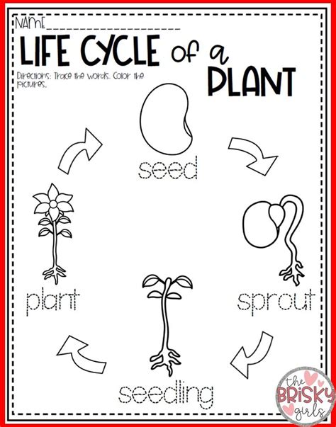 Printable Plant Life Cycle Worksheet Pdf