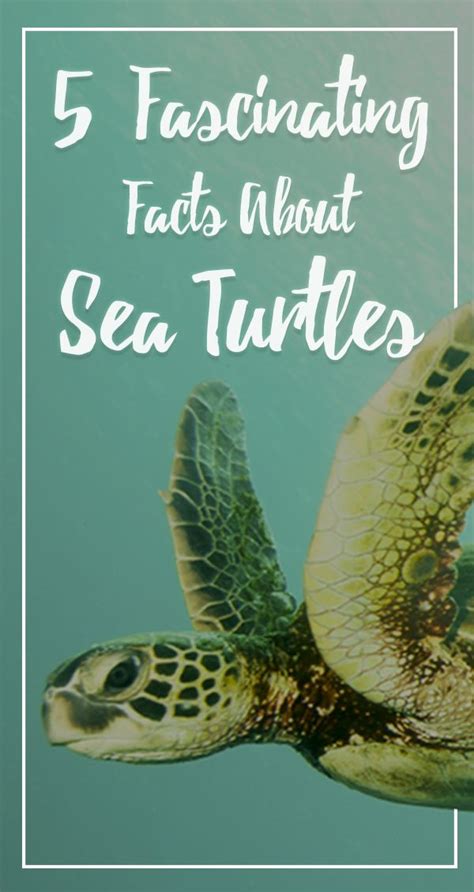 Cool Facts About Sea Turtles
