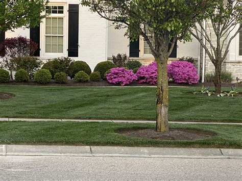 Transform Your Front Yard With Bushes