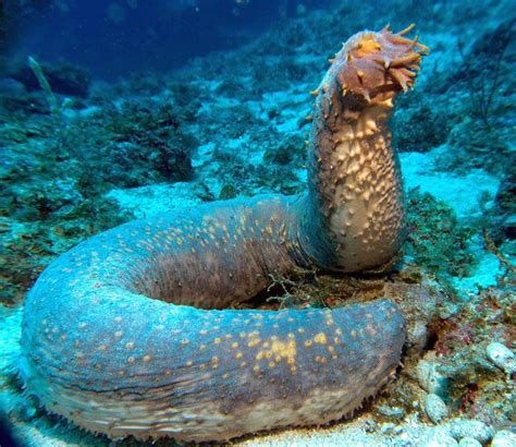 The Sea Cucumber Uniqueness Box