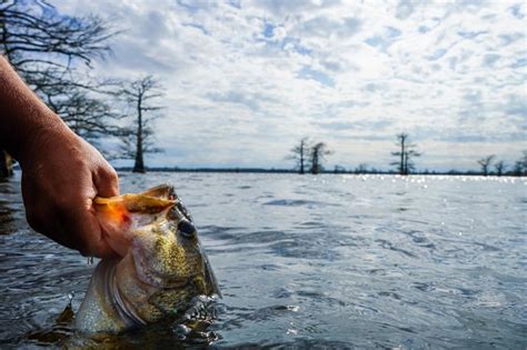 7 Summer Bass Fishing Tips How To Catch Bass When Its Hot