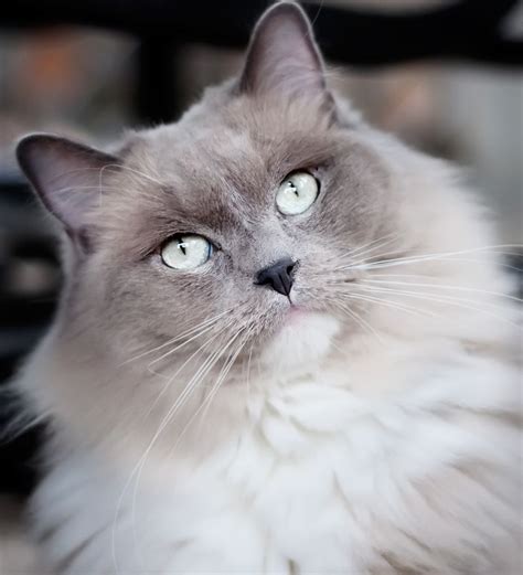 This Is Kesha She Is A Blue Mitted Mink Ragdoll Cat Lovely