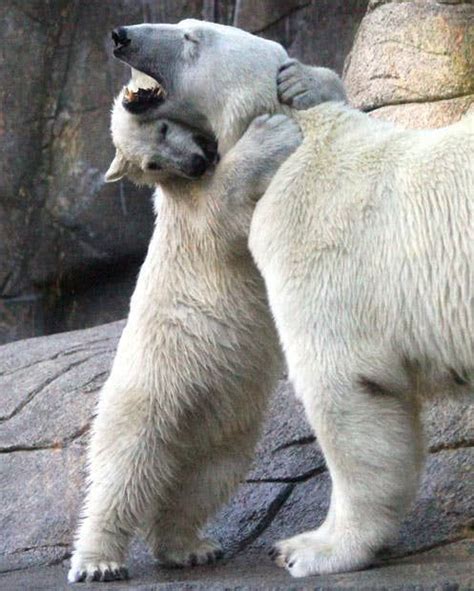17 Of The Warmest Sweetest Bear Hugs Baby Polar Bears Polar Bear