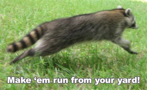 How Do I Stop Raccoons From Tearing Up My Lawn Find Out Here All