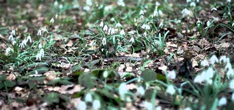Snowdrops In The Woods Free Stock Footage Free Download
