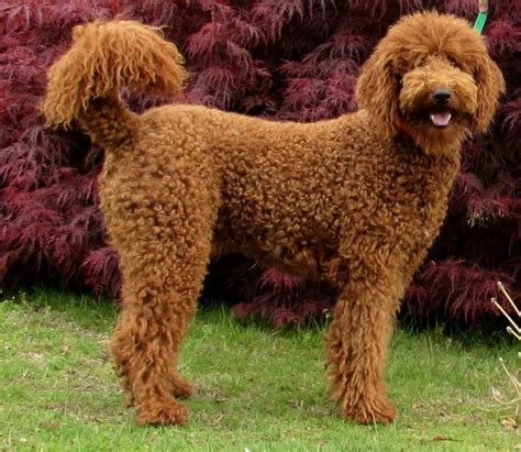 Red Standard Poodle Puppies For Sale Red Standard Poodle Breeder