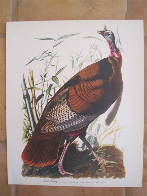 vintage print john james audubon wild turkey by sprucedroost