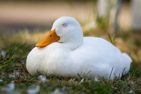 Where Do Ducks Sleep After Dark Avian Facts And Faqs Pet Keen