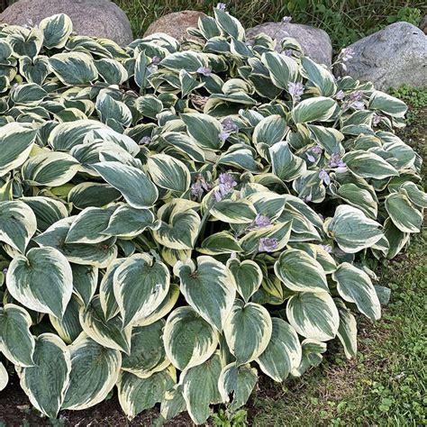 Hosta First Frost Midwest Groundcovers Llc