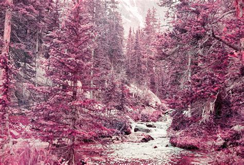 Small River Flowing Through A Beautiful And Surreal Purple Forest Of