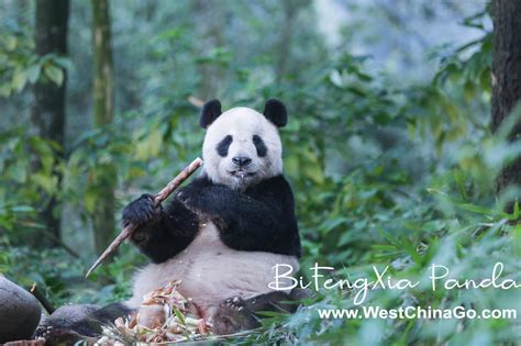 Yaan Bifengxia Panda Base China Chengdu Tours Chengdu Panda