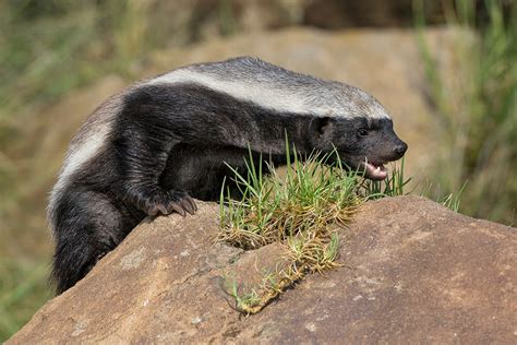 Honey Badger Ratel San Diego Zoo Animals And Plants