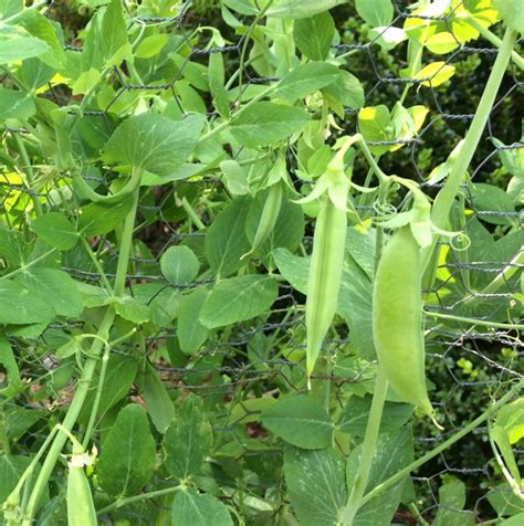 Check spelling or type a new query. Garden Peas | Home & Garden Information Center
