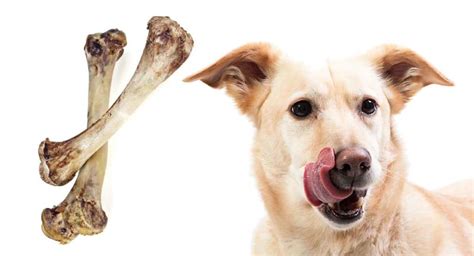 My Dog Ate Chicken Bones A Vets Guide To Dogs Eating Chicken Bones