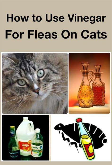 effective home remedies for fleas on cats and your home
