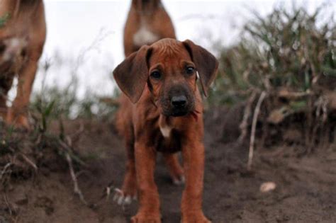 Champion bloodlines, selectively bred for health, good temperaments, personalities, conformation temperament once rhodesian ridgeback puppies bond with you, they will be lovely, loyal and intelligent. rhodesian ridgeback puppies for sale california in ...