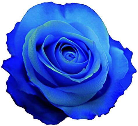 Royal Blue Flowers Png The Advantage Of Transparent Image Is That It