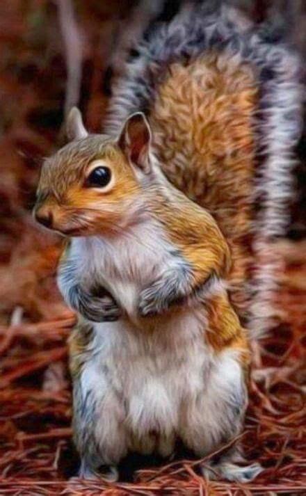 170 Nutty Squirrels Ideas Squirrel Cute Squirrel Squirrel Funny