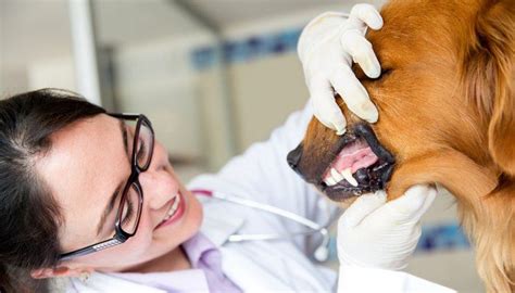 25 Serious Dog Health Symptoms That You Shouldnt Ignore Pet Dental