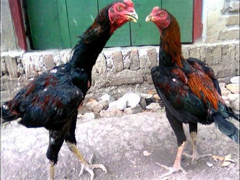 Info Ayam Bangkok Harga Sejarah Manfaat Dan Cara Merawat