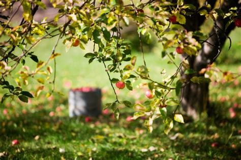 How To Design A Fruitful Home Orchard