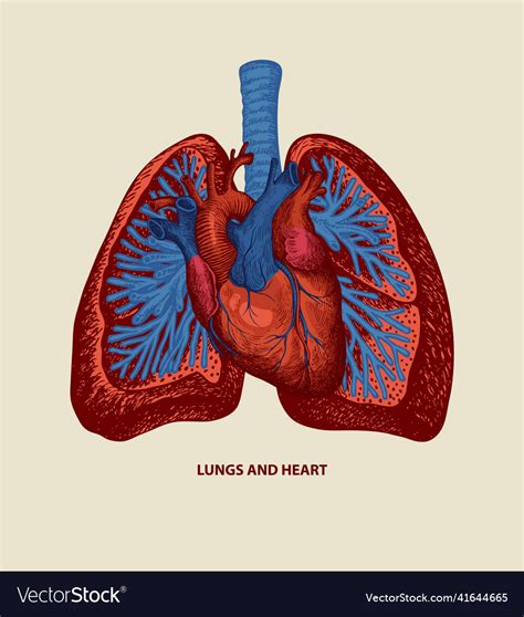 Hand Drawn Human Heart And Lungs In Retro Style Vector Image