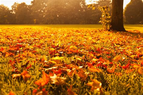 Autumn Leaves At Sunset Free Stock Photo Public Domain Pictures