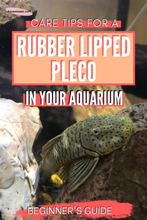 Rubber Lipped Pleco Care And Species Guide For Beginners Aquanswers