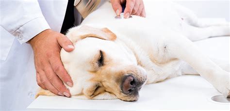 Hernia In Dogs Causes Signs And Treatment My Pet Needs That