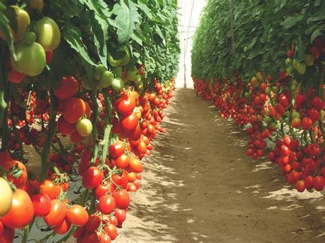 Kilimo Sasa Tomato Growing Guide The Greenhouse Way