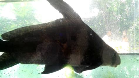 Chinese High Fin Banded Shark Pair Youtube