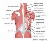 Back Core Muscles Pictures
