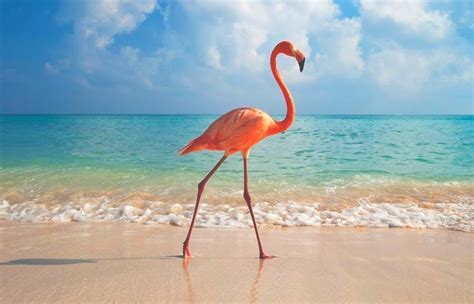 Só falta o jogadorassinar o contrato com o clube francês. Donde viven los flamencos, preciosas aves de bello color