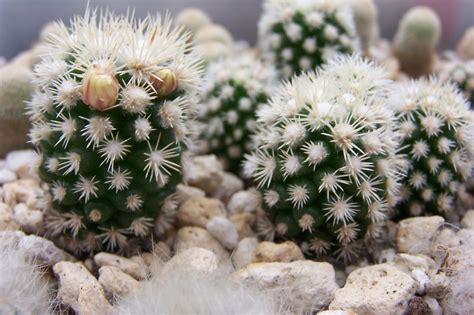 Oregon Cactus Blog Mammillaria Gracilis Arizona Snowcap
